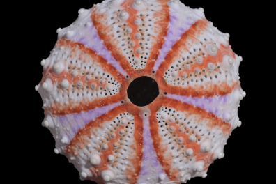 Test d'oursin entier en vue apicale